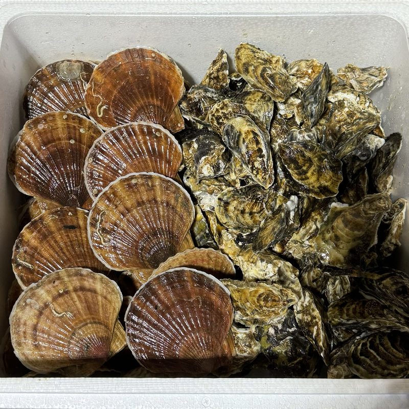 殻付きの牡蠣とホタテ