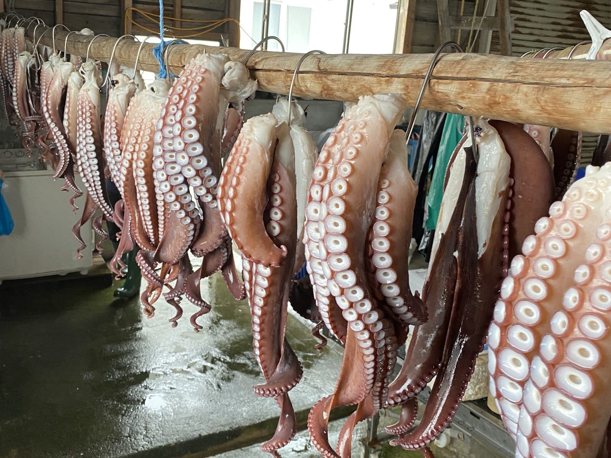 作業場に吊るされたタコ